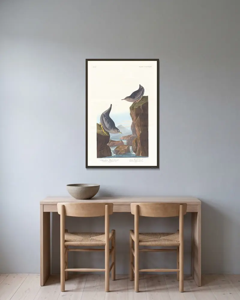 Columbian water ouzel av John James Audubon inramad på en vägg