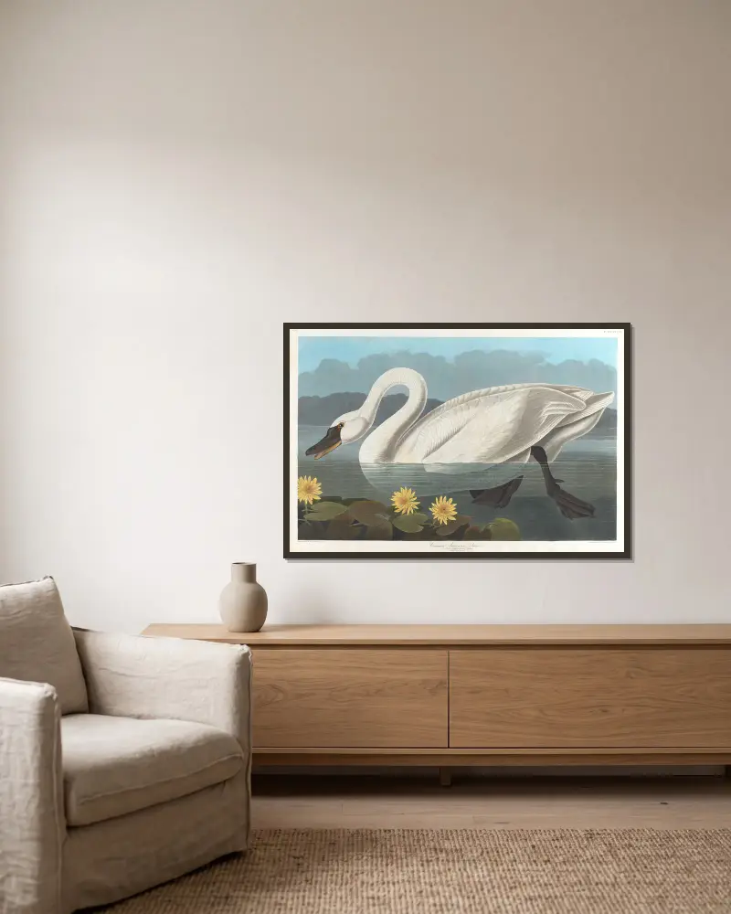 Common American swan av John James Audubon inramad på en vägg