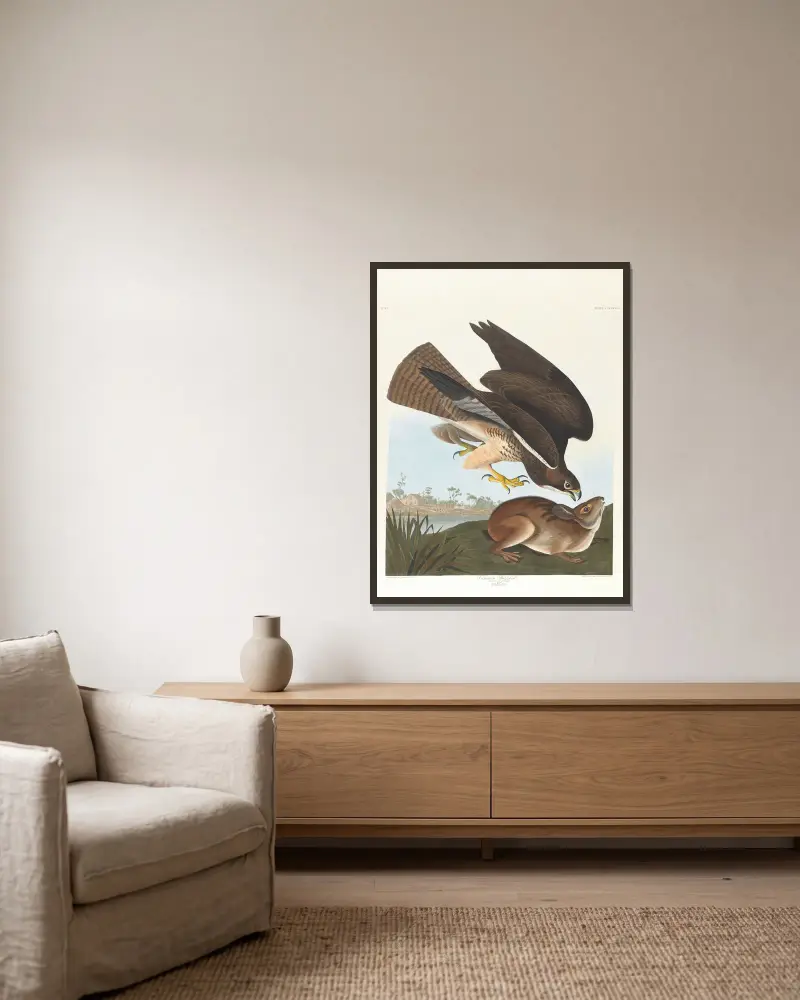 Káně lesní, John James Audubon v rámu na stěně