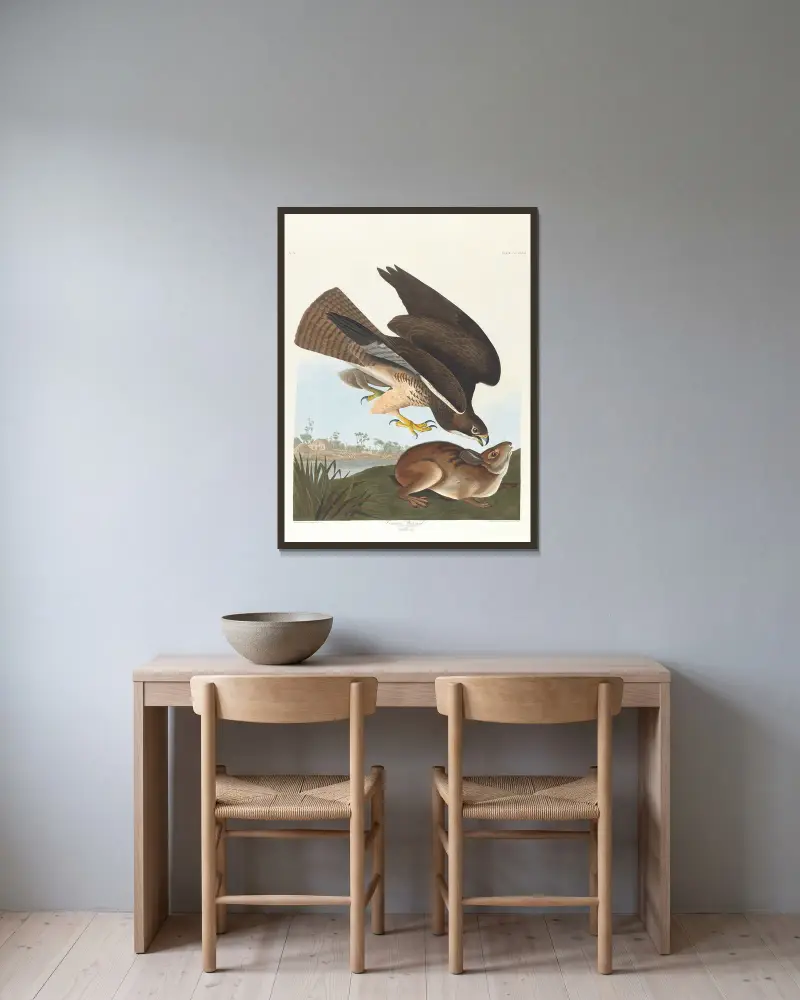 Káně lesní, John James Audubon v rámu na stěně
