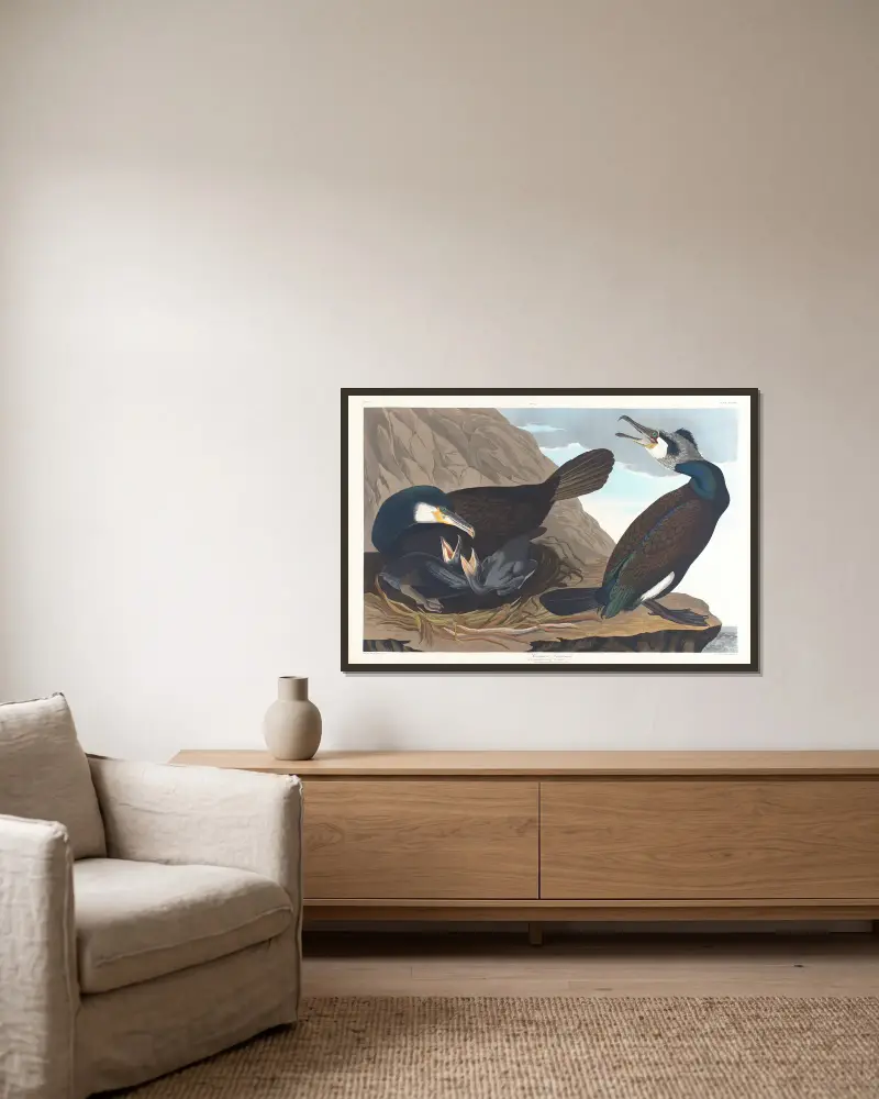 Kormorán velký, John James Audubon v rámu na stěně