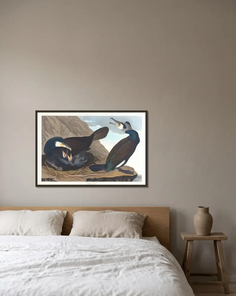 Kormorán velký, John James Audubon v rámu na stěně