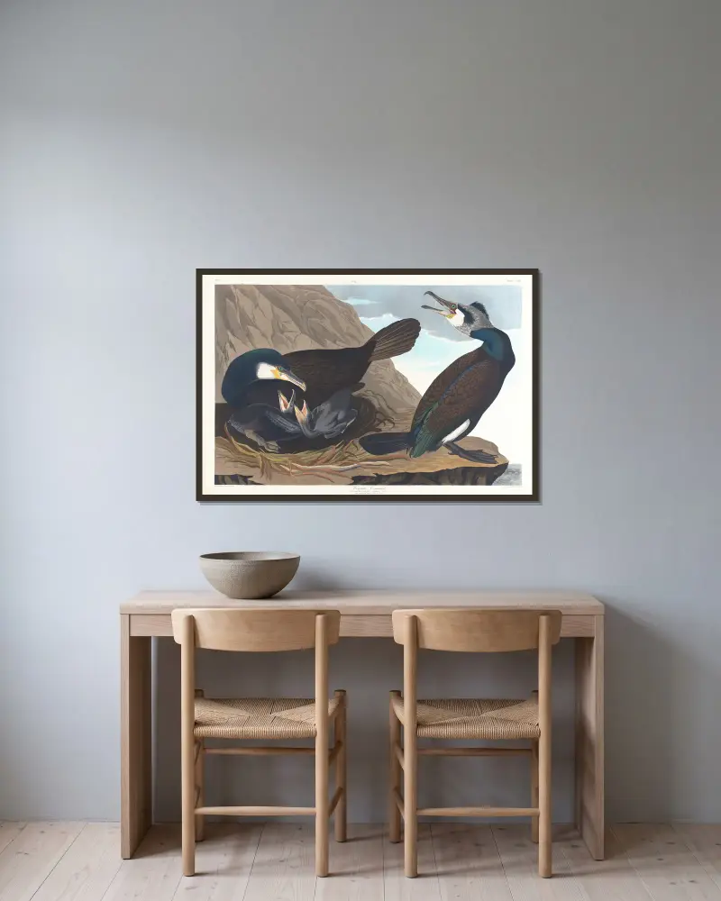 Kormorán velký, John James Audubon v rámu na stěně