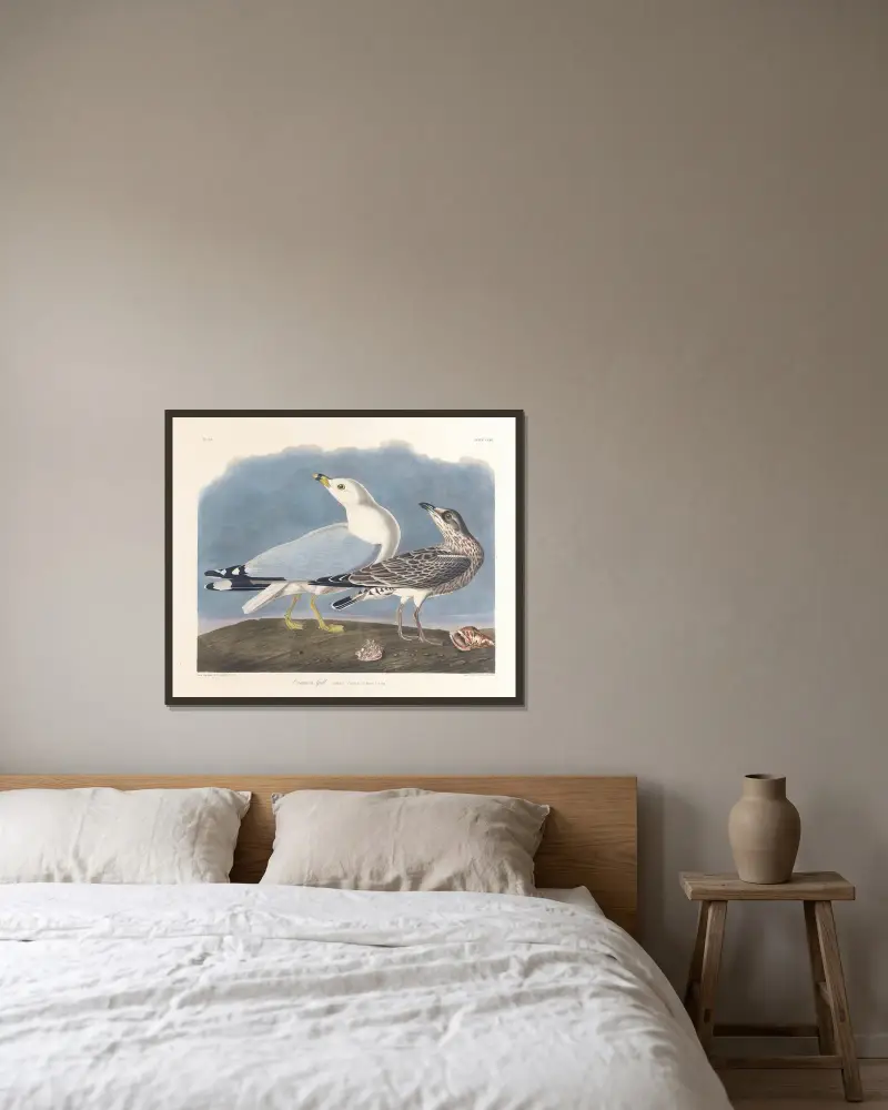 Racek chechtavý, John James Audubon v rámu na stěně