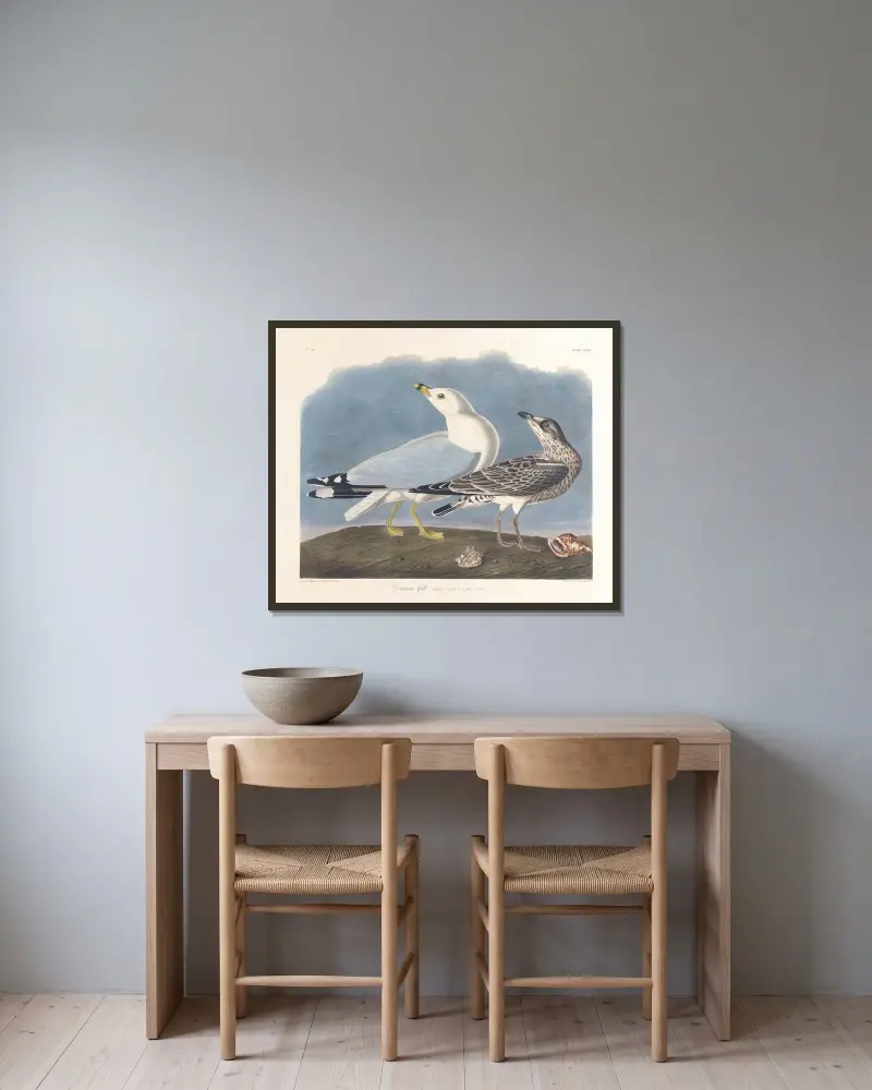 Racek chechtavý, John James Audubon v rámu na stěně