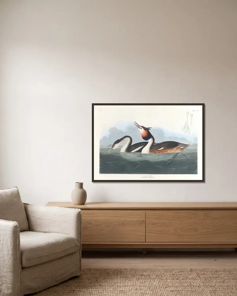 Skäggdopping, John James Audubon v rámu na stěně