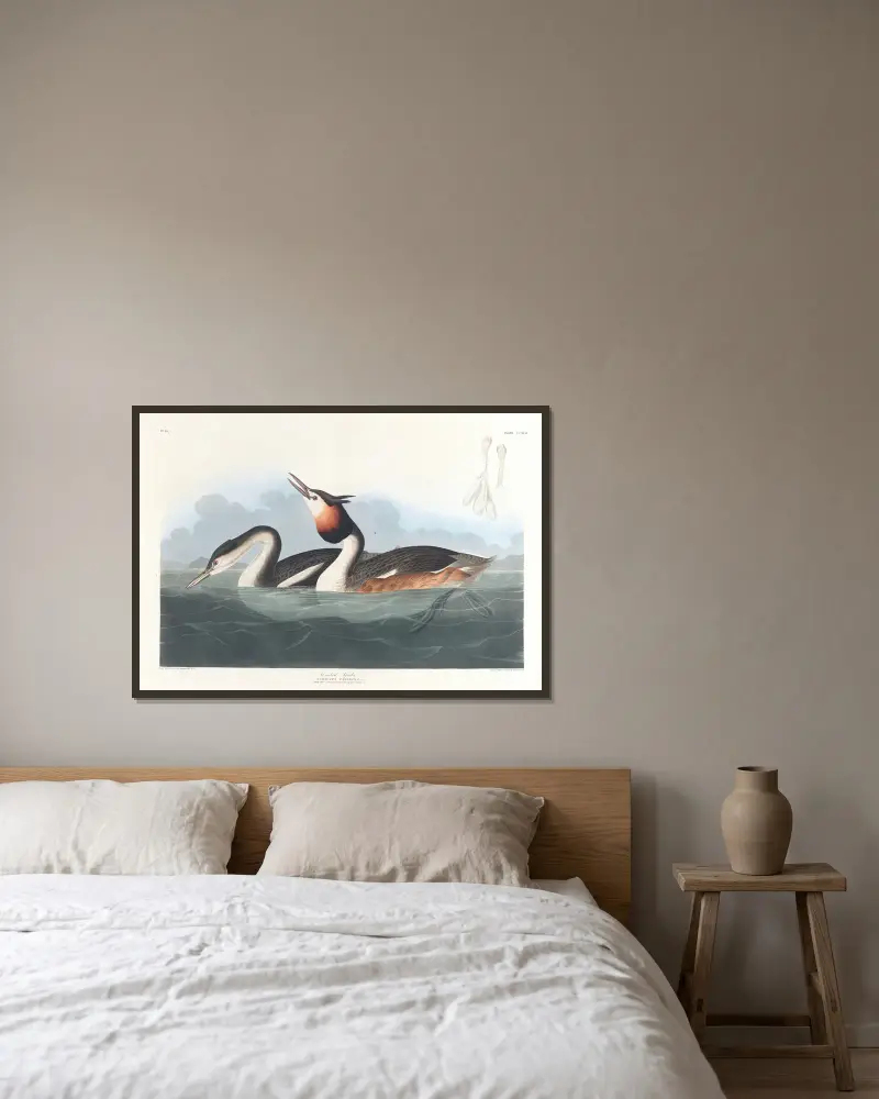 Skäggdopping, John James Audubon v rámu na stěně