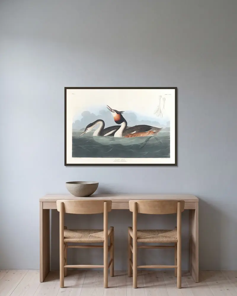 Skäggdopping, John James Audubon v rámu na stěně