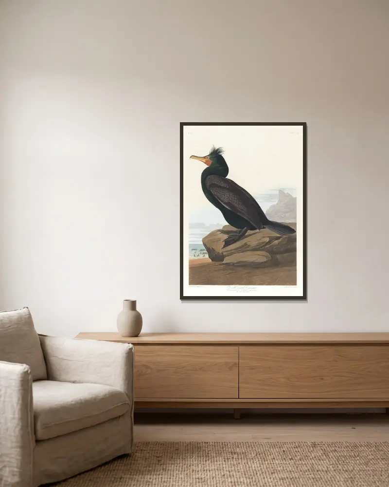Dvojhřebený kormorán, John James Audubon v rámu na stěně