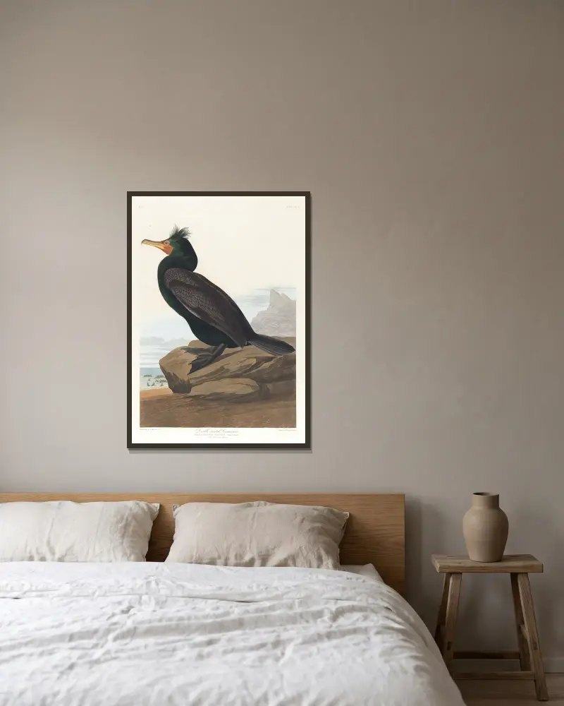 Dvojhřebený kormorán, John James Audubon v rámu na stěně