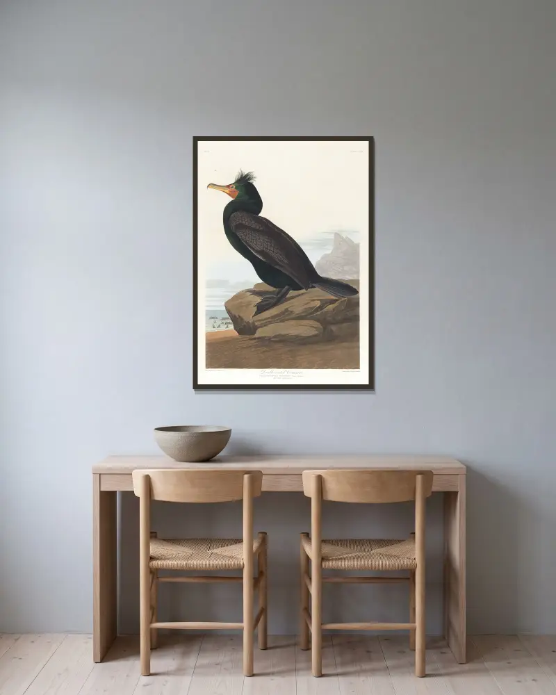 Dvojhřebený kormorán, John James Audubon v rámu na stěně