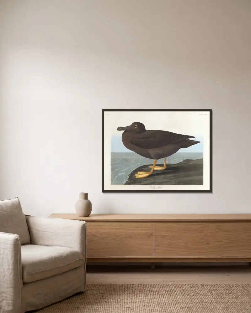 Albatros tmavý, John James Audubon v rámu na stěně