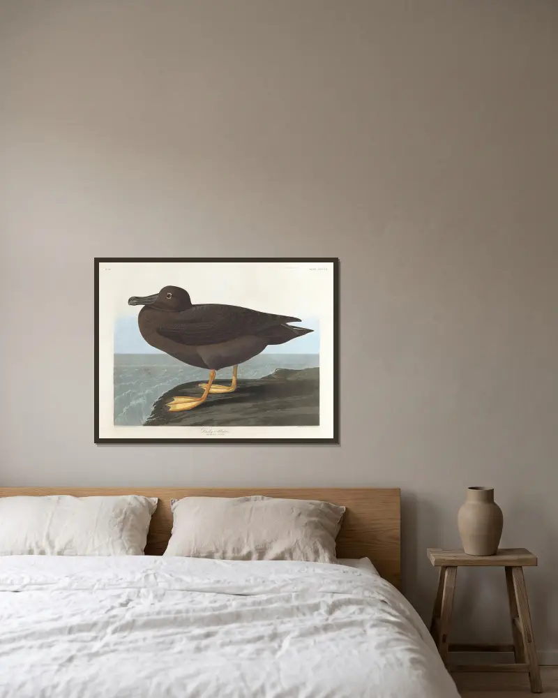 Albatros tmavý, John James Audubon v rámu na stěně