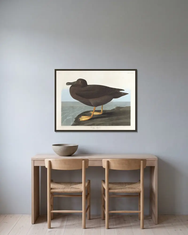 Albatros tmavý, John James Audubon v rámu na stěně