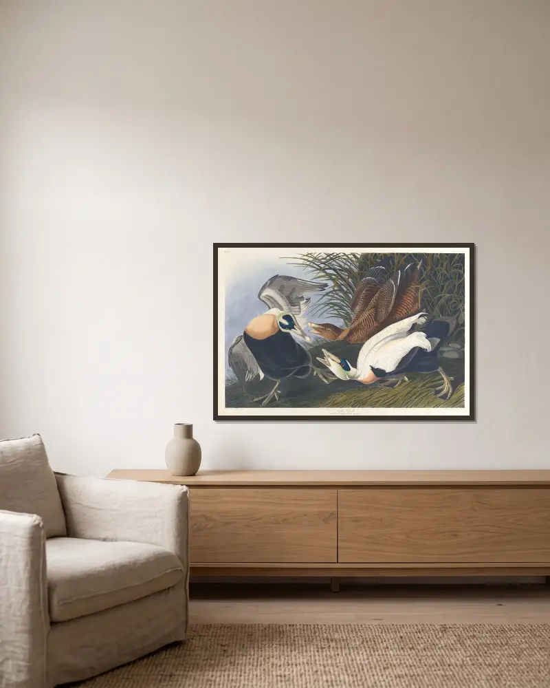Eiderente von John James Audubon gerahmt an einer Wand