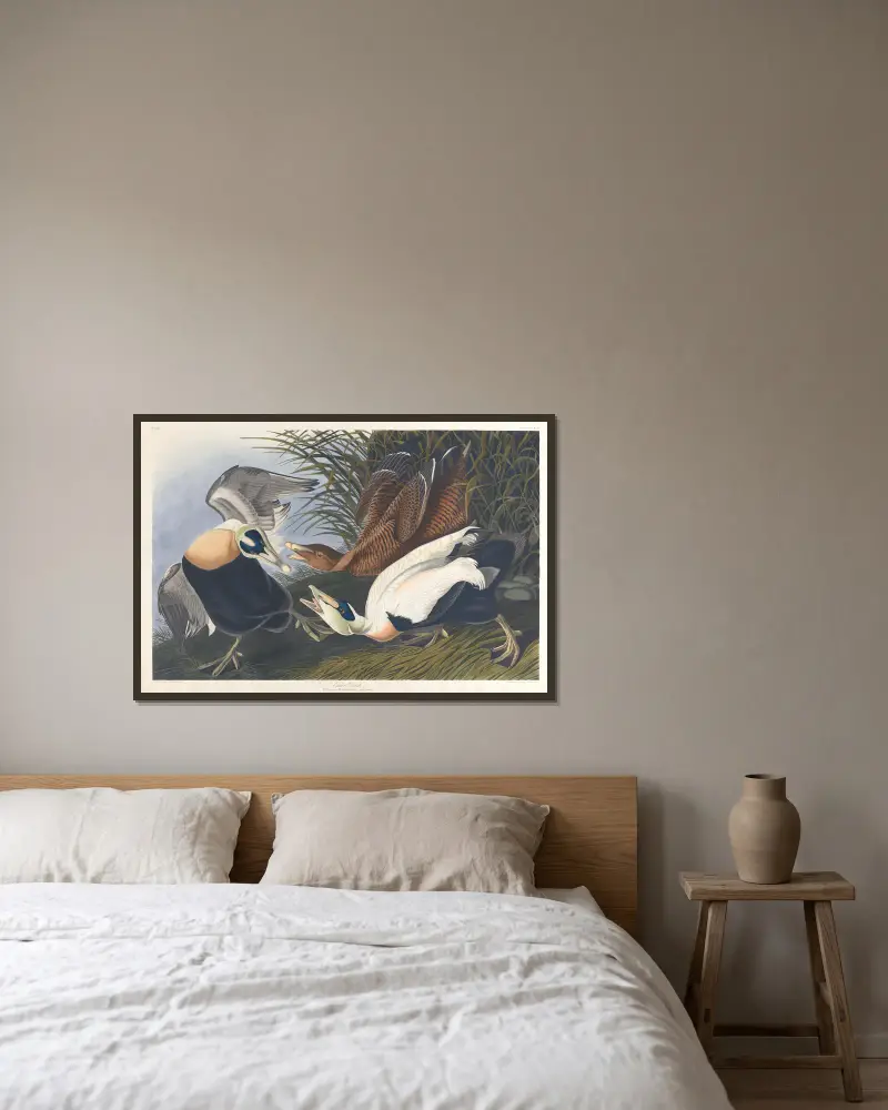 Eiderente von John James Audubon gerahmt an einer Wand