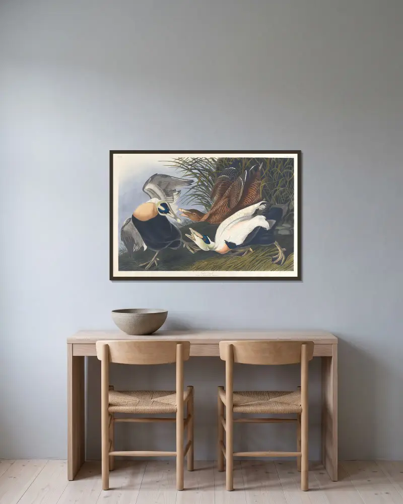 Eiderente von John James Audubon gerahmt an einer Wand