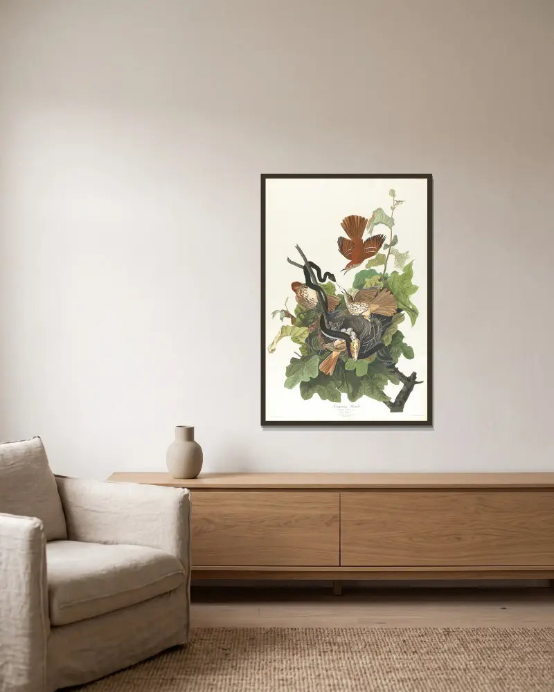 Rezavý drozd, John James Audubon v rámu na stěně