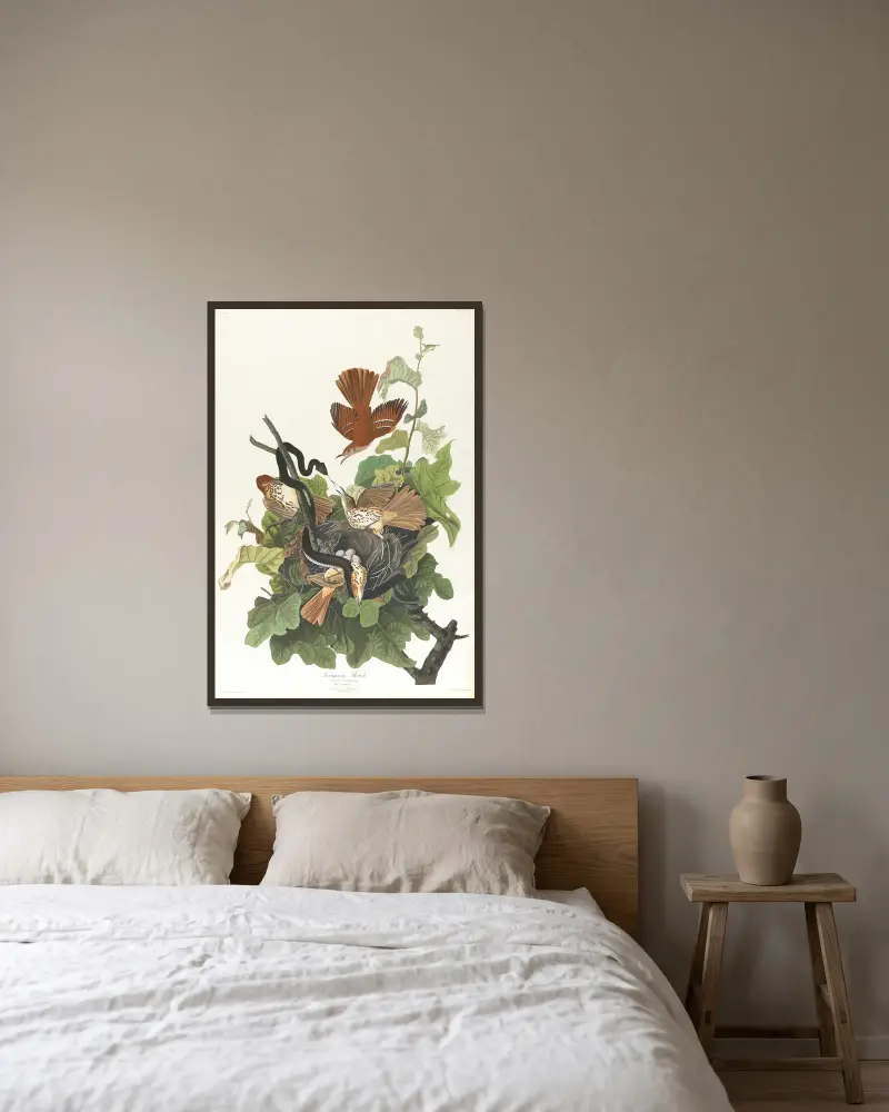Rezavý drozd, John James Audubon v rámu na stěně