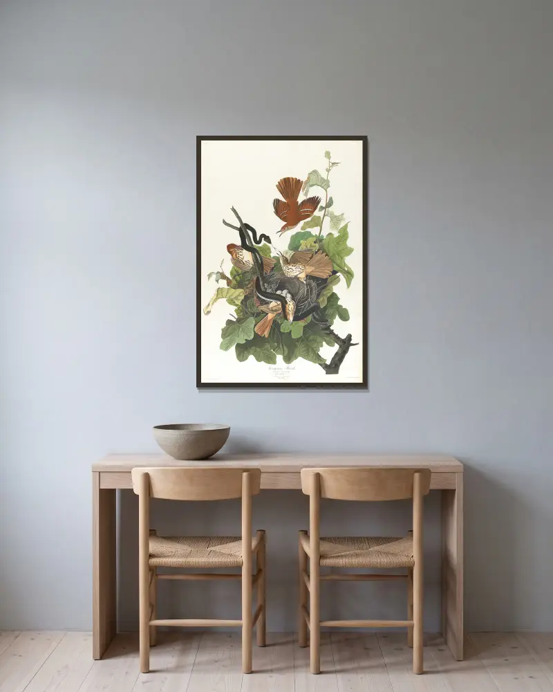 Rezavý drozd, John James Audubon v rámu na stěně