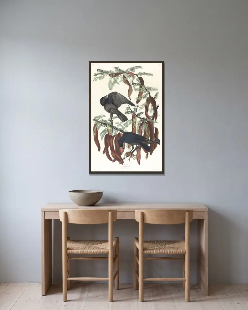 Fiskkråka, John James Audubon v rámu na stěně