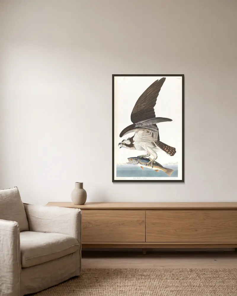 Rybołów, 1827 – nr 2, John James Audubon w ramie na ścianie