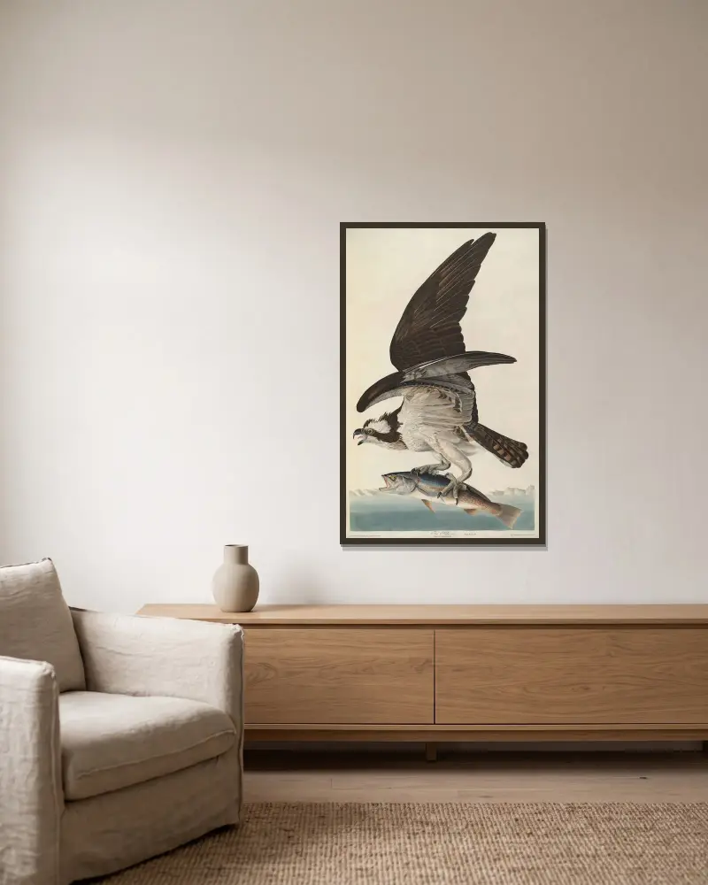 Fischadler, 1827 von John James Audubon gerahmt an einer Wand