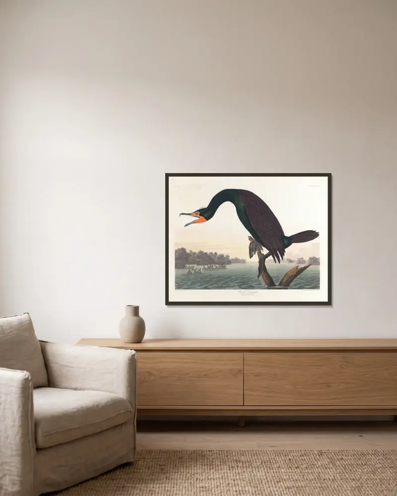 Kormorán floridský, John James Audubon v rámu na stěně