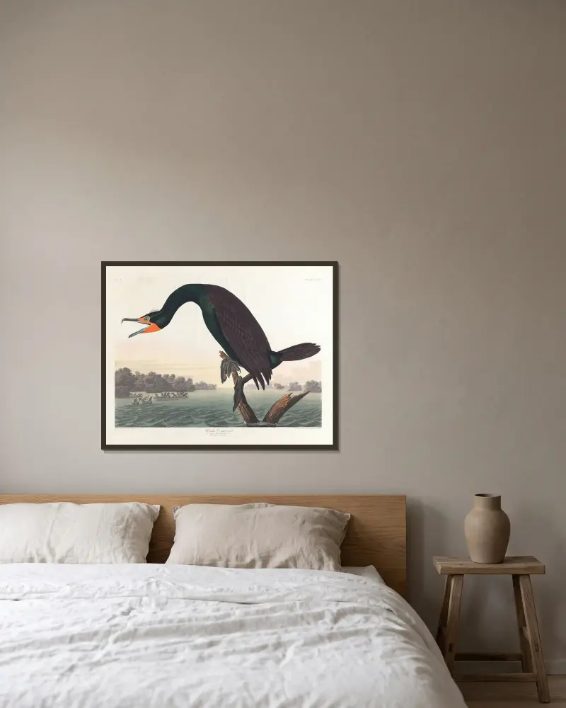 Kormorán floridský, John James Audubon v rámu na stěně