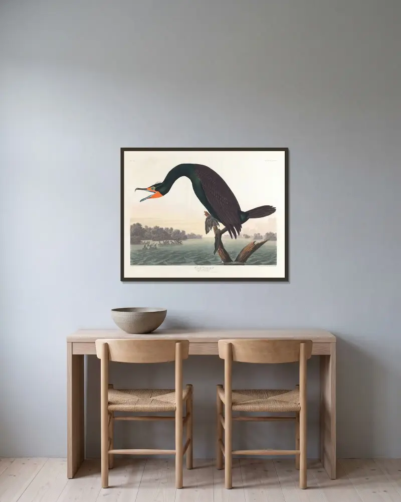 Kormorán floridský, John James Audubon v rámu na stěně