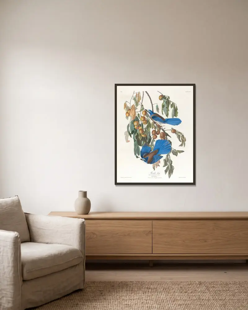 Floridská sojka, John James Audubon v rámu na stěně
