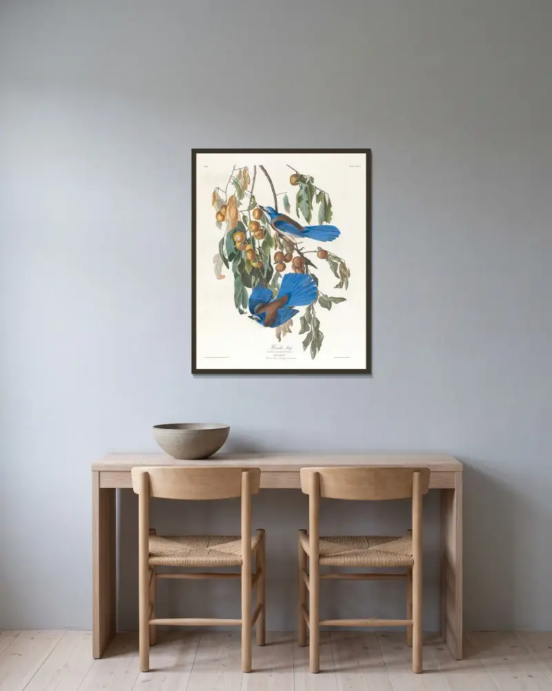 Floridská sojka, John James Audubon v rámu na stěně