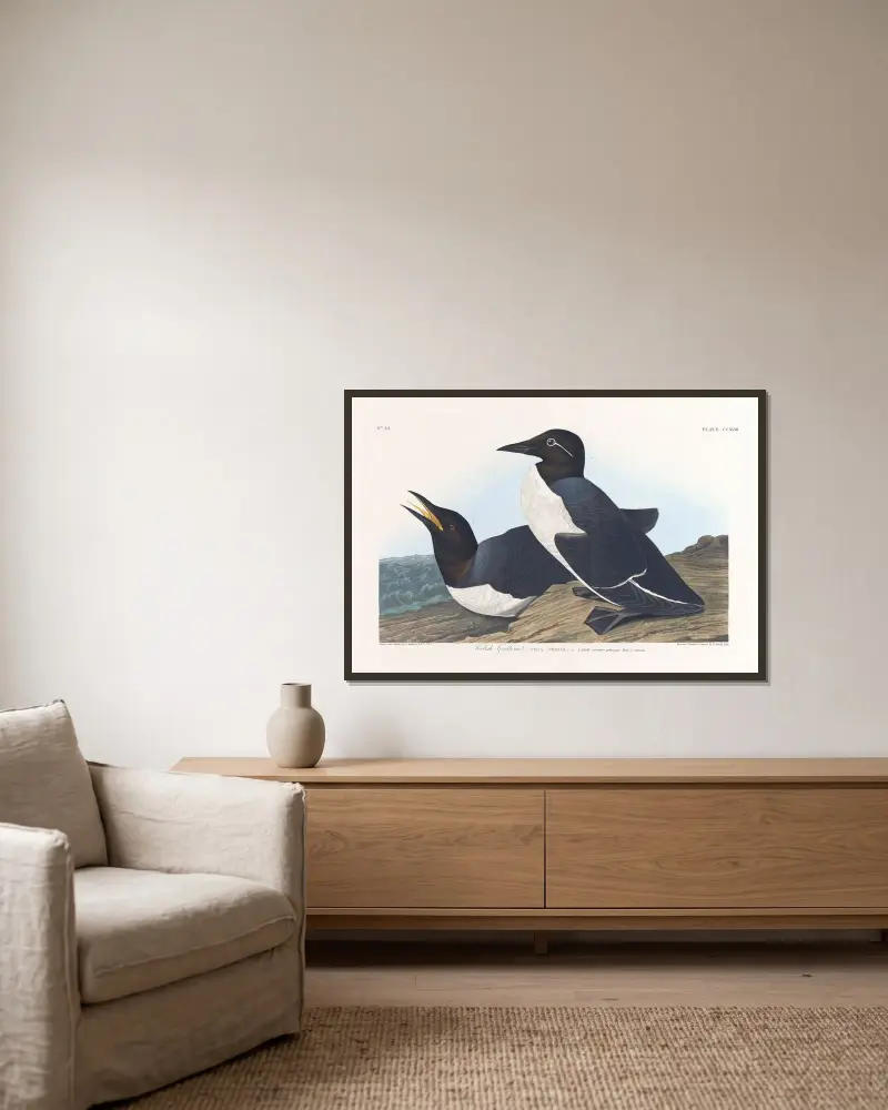 Głuptak, 1827 – nr 2, John James Audubon w ramie na ścianie