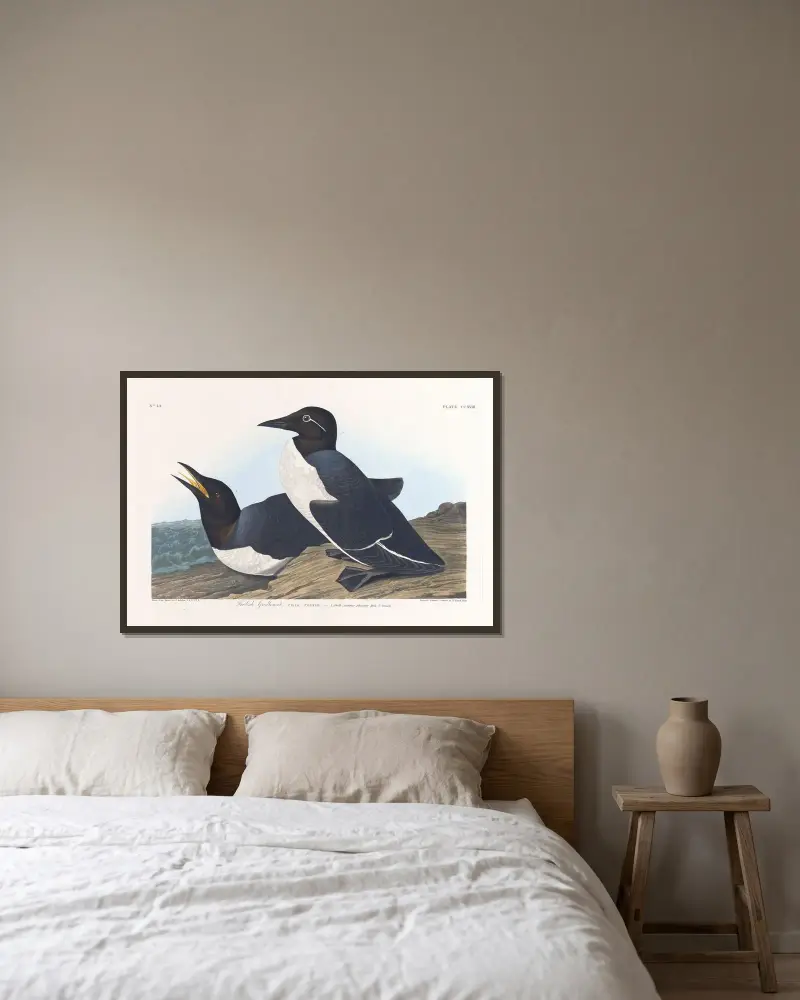 Głuptak, 1827 – nr 2, John James Audubon w ramie na ścianie
