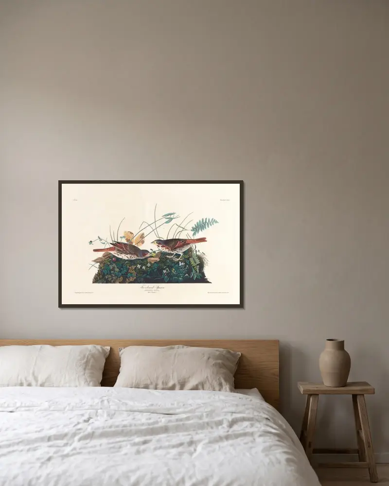 Liščí strnad, John James Audubon v rámu na stěně