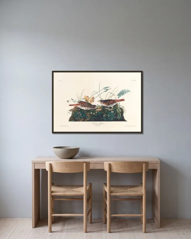 Liščí strnad, John James Audubon v rámu na stěně