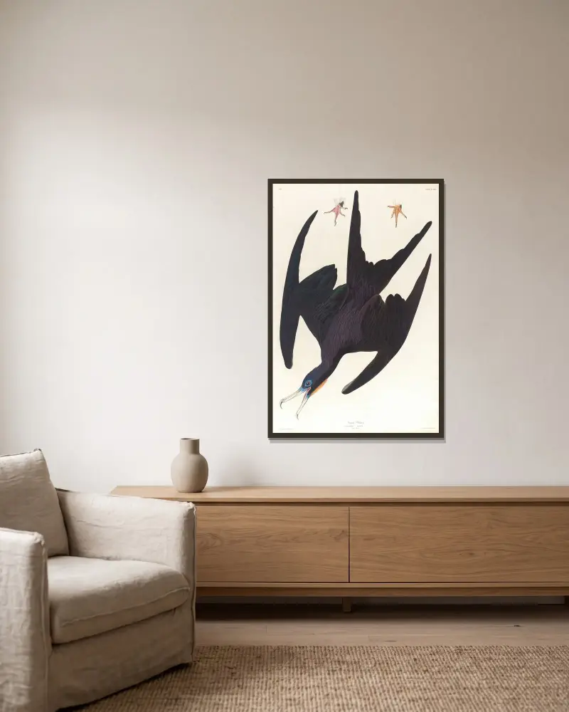 Fregattpelikan von John James Audubon gerahmt an einer Wand
