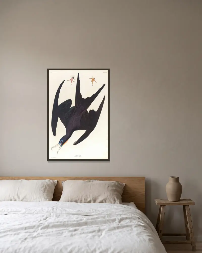 Fregattpelikan von John James Audubon gerahmt an einer Wand