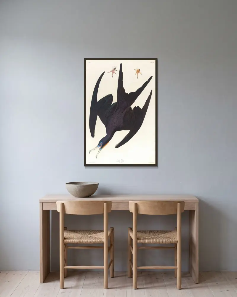 Fregattpelikan von John James Audubon gerahmt an einer Wand