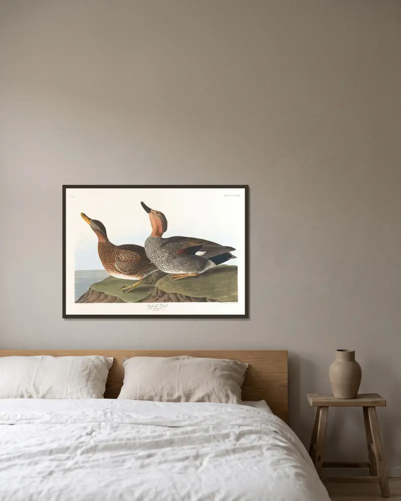 Ostronfågel, John James Audubon v rámu na stěně
