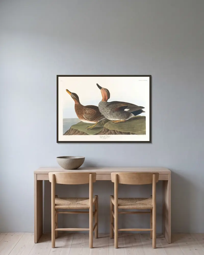 Ostronfågel, John James Audubon v rámu na stěně