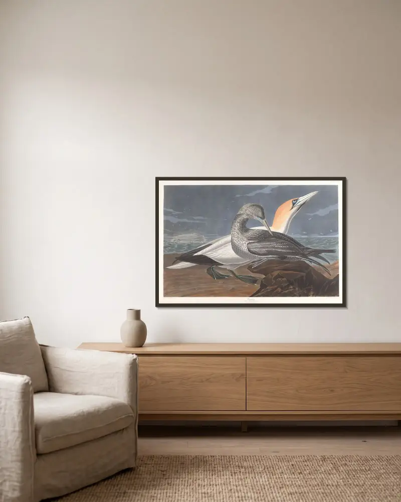 Terej, John James Audubon v rámu na stěně