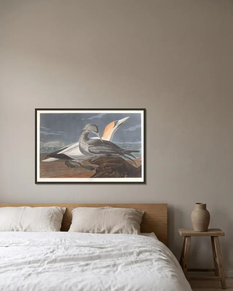 Terej, John James Audubon v rámu na stěně