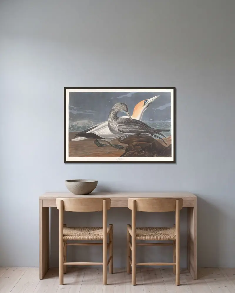 Terej, John James Audubon v rámu na stěně