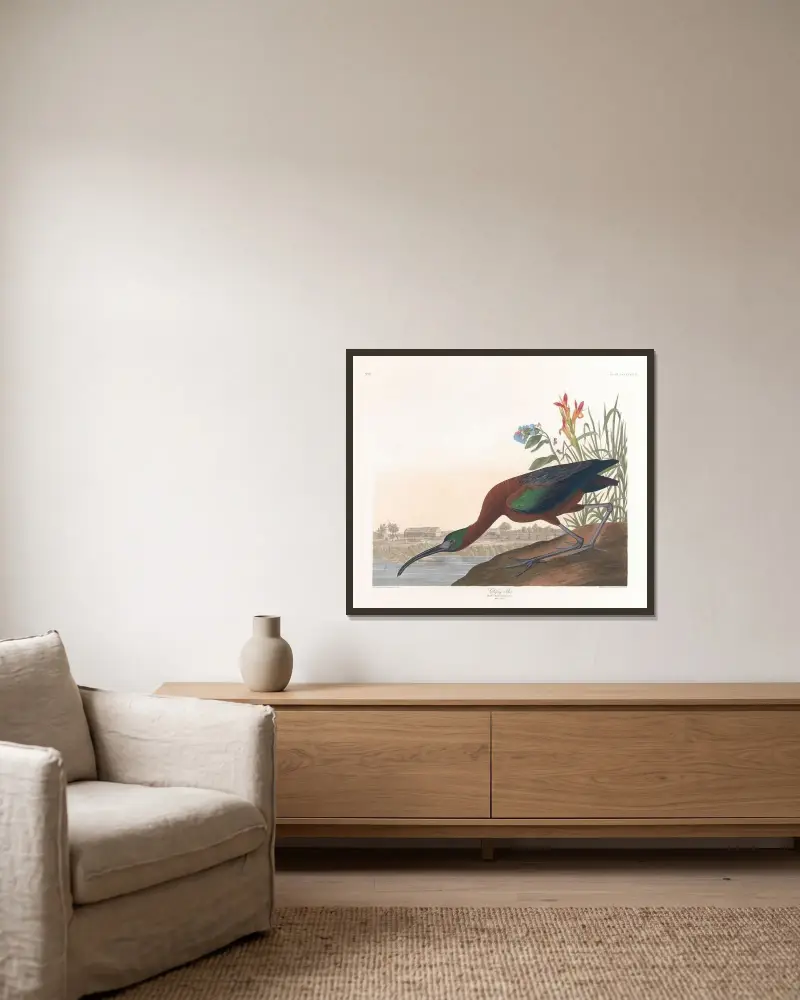 Glossy ibis, John James Audubon v rámu na stěně