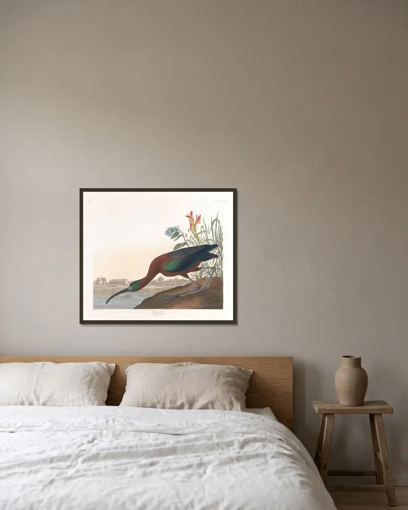 Glossy ibis, John James Audubon v rámu na stěně