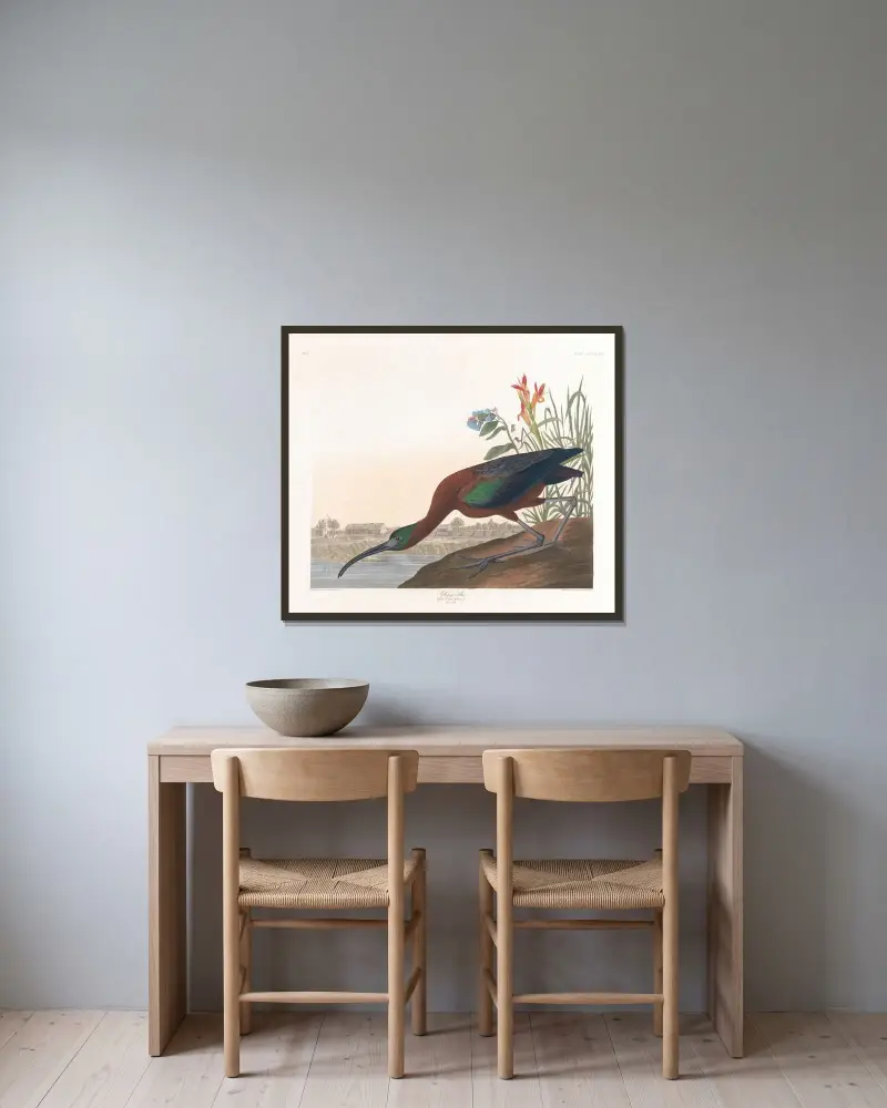 Glossy ibis, John James Audubon v rámu na stěně