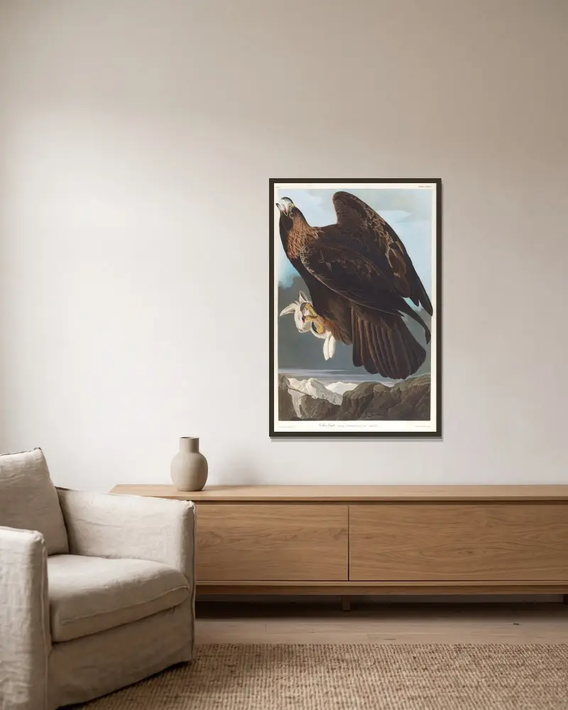 Orel skalní, John James Audubon v rámu na stěně