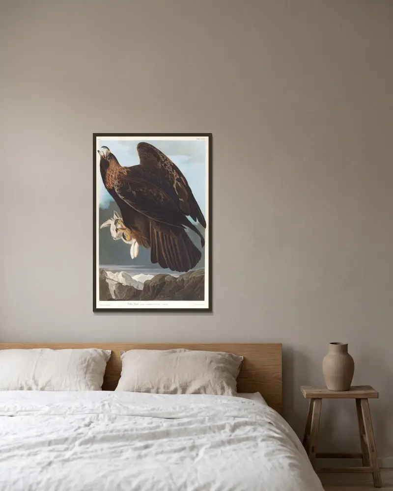 Orel skalní, John James Audubon v rámu na stěně