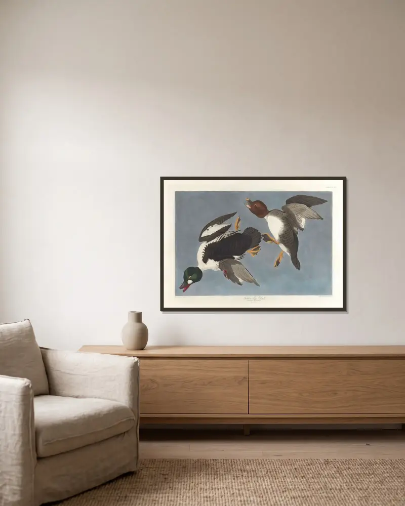 Golden-eye duck, Fuligula clangula av John James Audubon inramad på en vägg